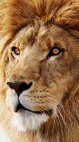 descargar wallpaper de animales